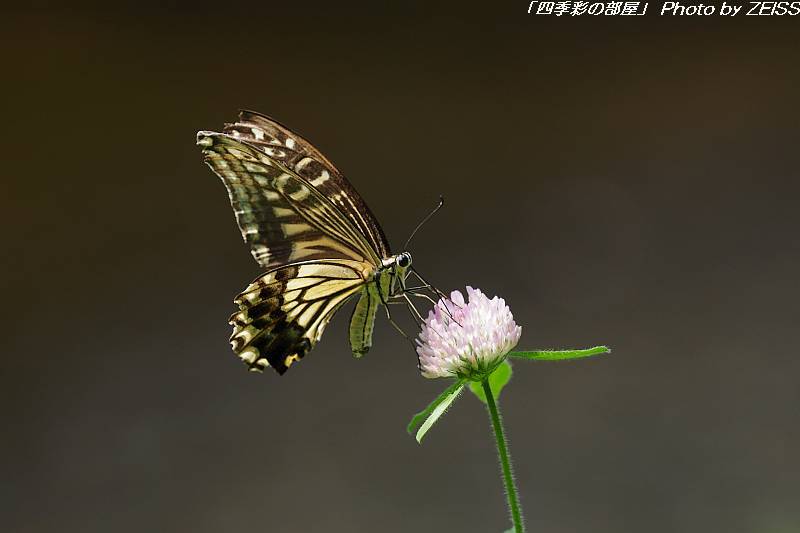 a0195032_23122485.jpg