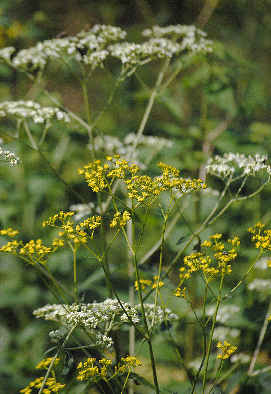 a0001354_21322045.gif
