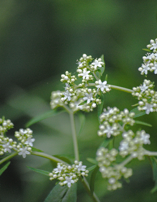 a0001354_21325598.gif