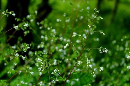 e0304001_22260062.jpg