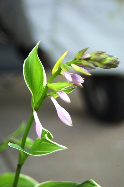 c0062603_14590833.jpg
