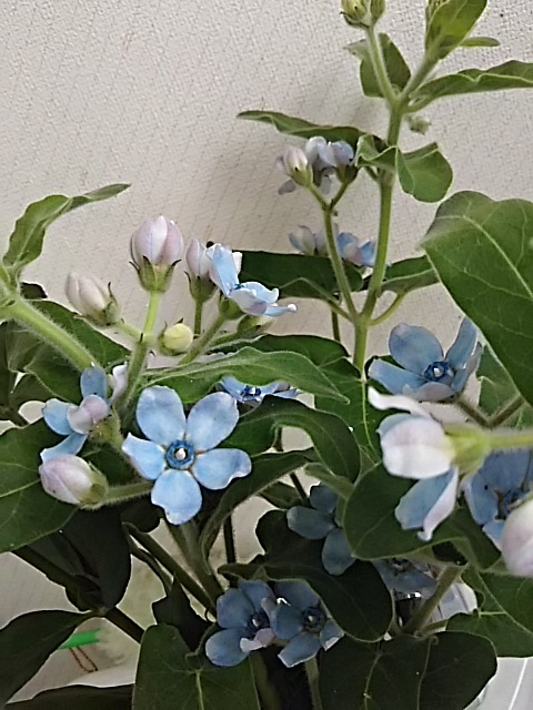 f0316507_17130572.jpg