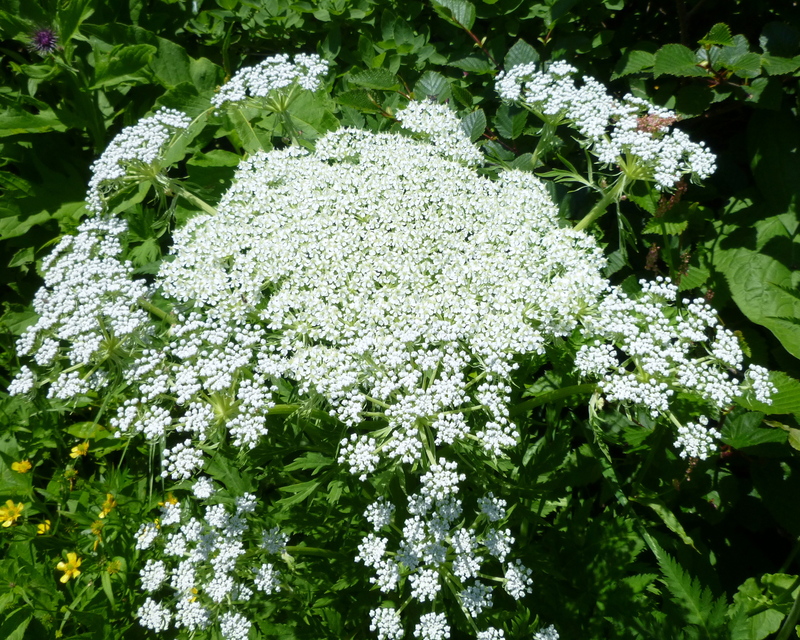 d0170615_17395828.jpg