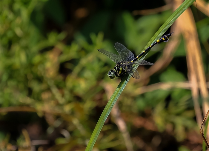 f0363618_1541341.jpg