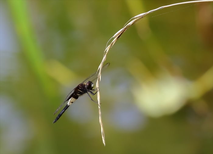 f0363618_1541426.jpg