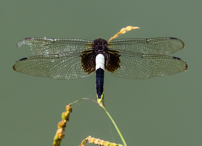 f0363618_1542217.jpg