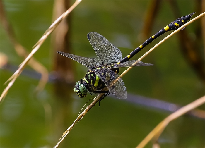 f0363618_1615630.jpg