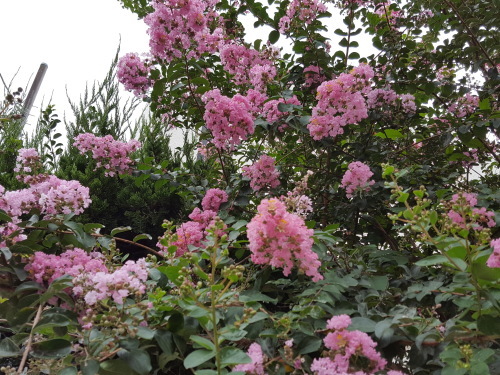 e0016828_10220331.jpg