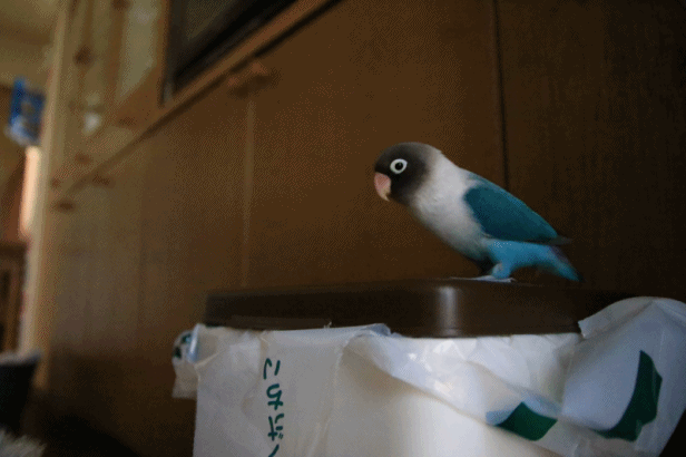 c0145250_10321024.gif