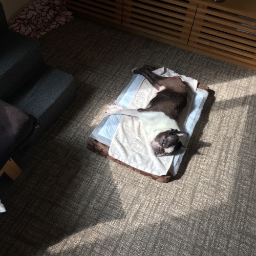 d0041575_08351586.jpeg