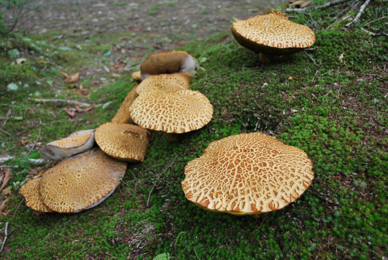 d0051707_10082765.jpg