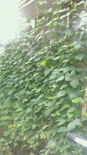 c0289116_2035036.jpg