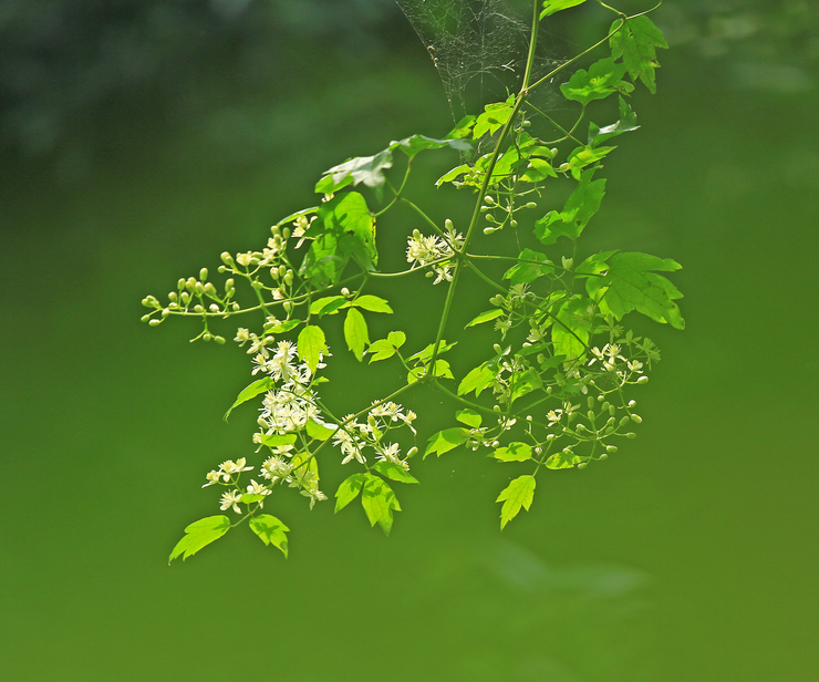 c0104227_10412164.jpg