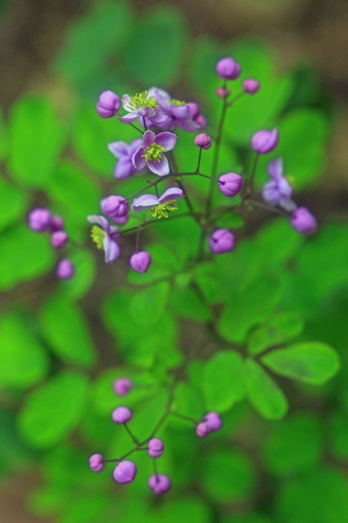 c0104227_15175019.jpg