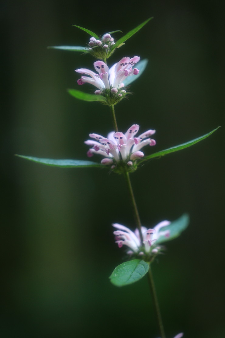 c0104227_151946.jpg