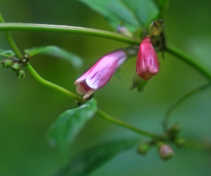 c0104227_2143403.jpg