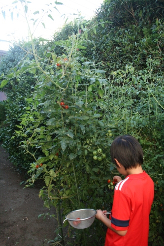 f0317533_15492846.jpg