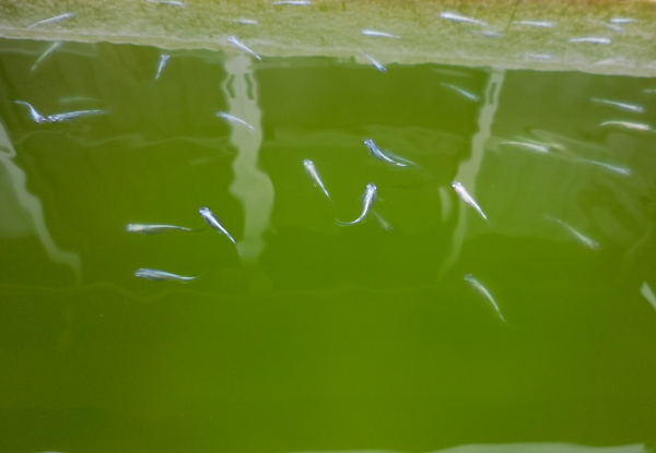 e0097534_17491224.jpg