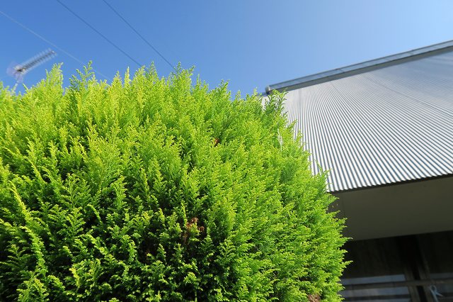 a0242438_2025187.jpg