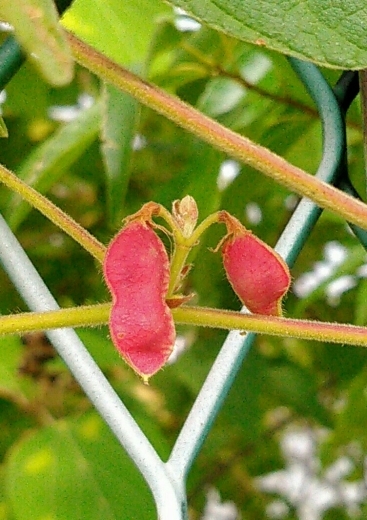 a0018655_14073572.jpg
