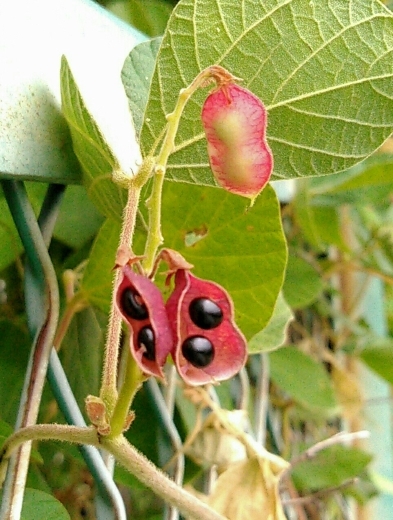 a0018655_14074047.jpg
