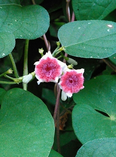 a0018655_14080250.jpg