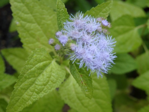 a0054240_20211556.jpg
