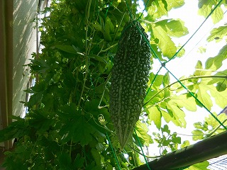c0203348_17353032.jpg
