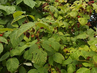 e0004756_2117266.jpg