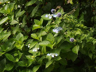 e0004756_21223549.jpg