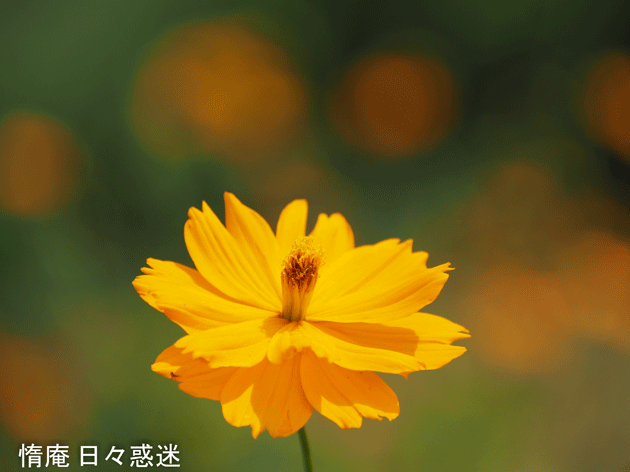 e0346064_16445435.gif