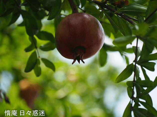 e0346064_16452177.gif