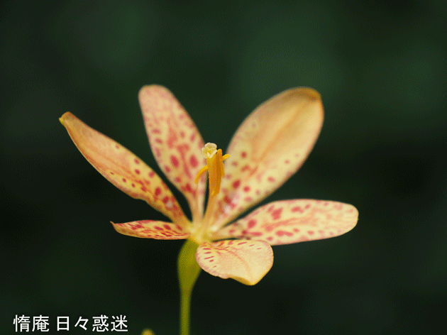 e0346064_1651276.gif