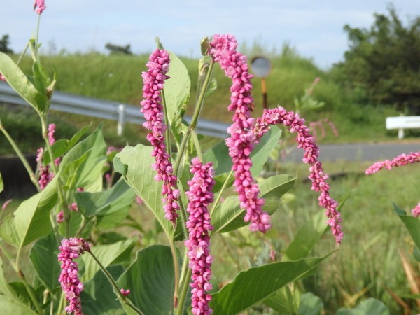 a0054240_2149133.jpg