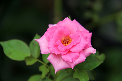 c0152779_10363013.jpg