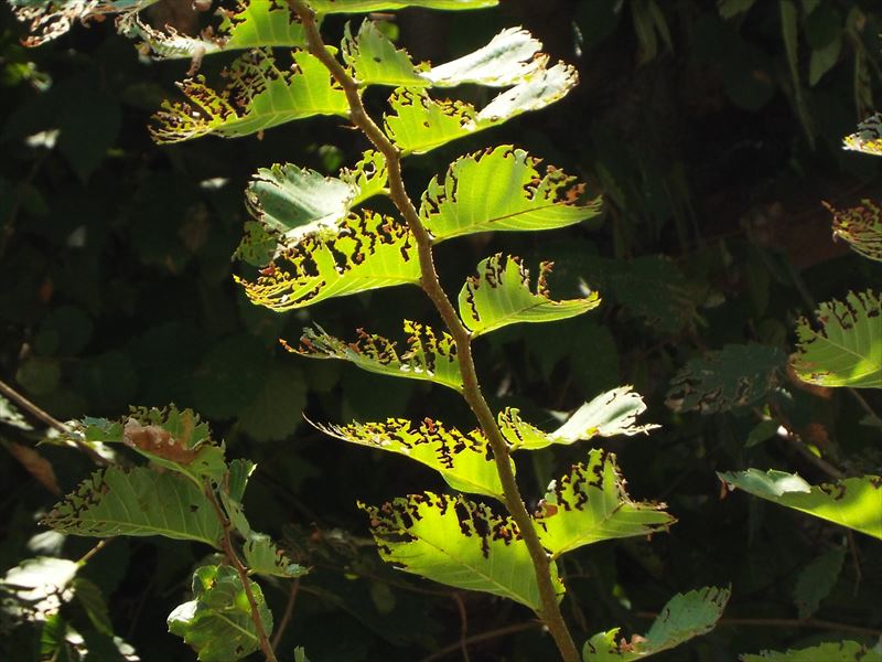 c0108198_16121658.jpg
