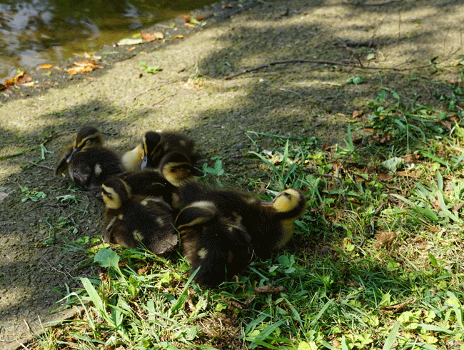 d0210324_06245853.gif