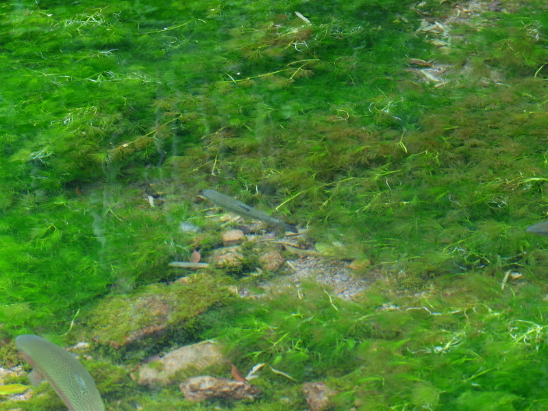 f0362524_20012439.jpg