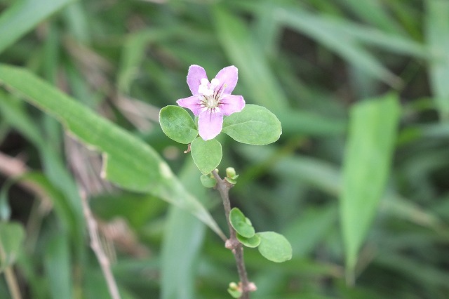 e0339873_183218.jpg