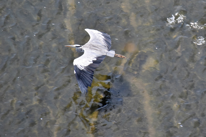 c0049299_20581240.jpg