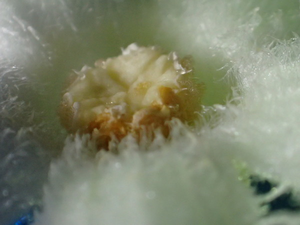 c0122670_20273211.jpg