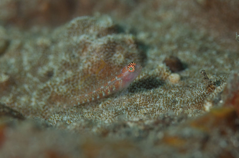 b0042837_7324748.jpg