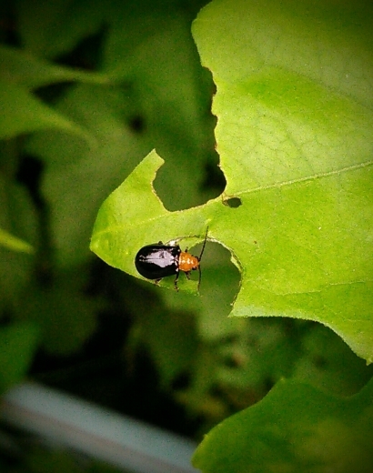 a0018655_10421904.jpg