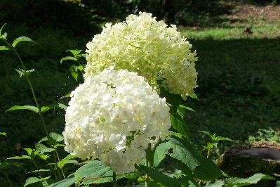 e0088260_11342264.jpg