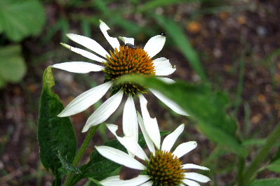 e0088260_11403723.jpg
