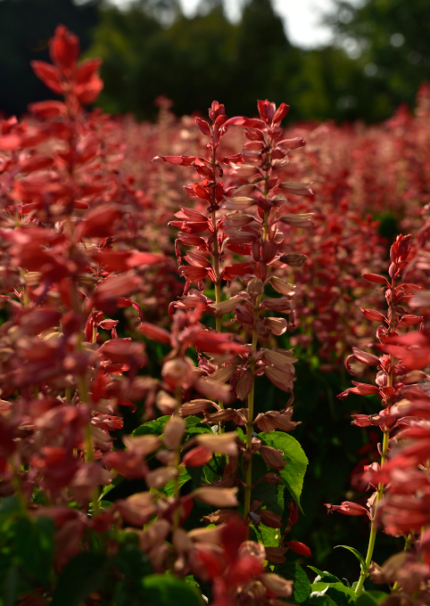 f0065768_20115111.jpg