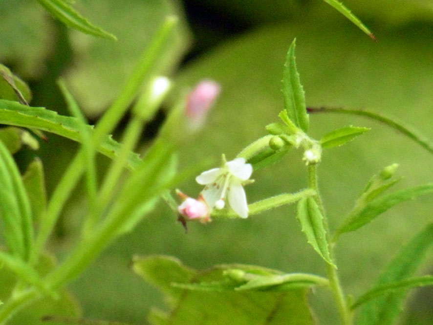 f0131669_14182393.jpg