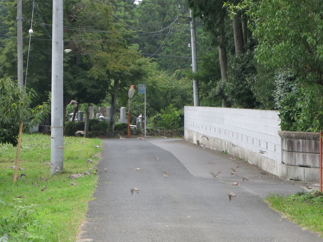 b0144174_919362.jpg