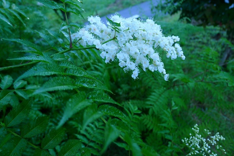 a0130586_7453825.jpg
