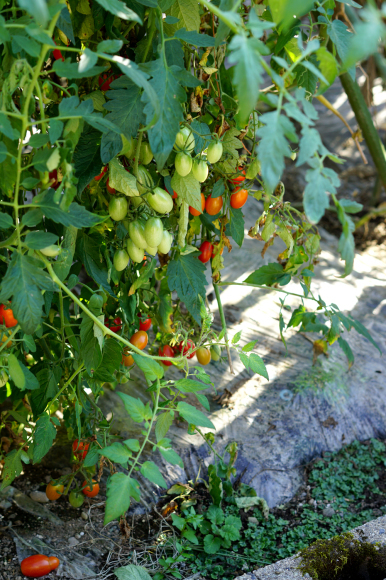 c0242791_15065517.jpg